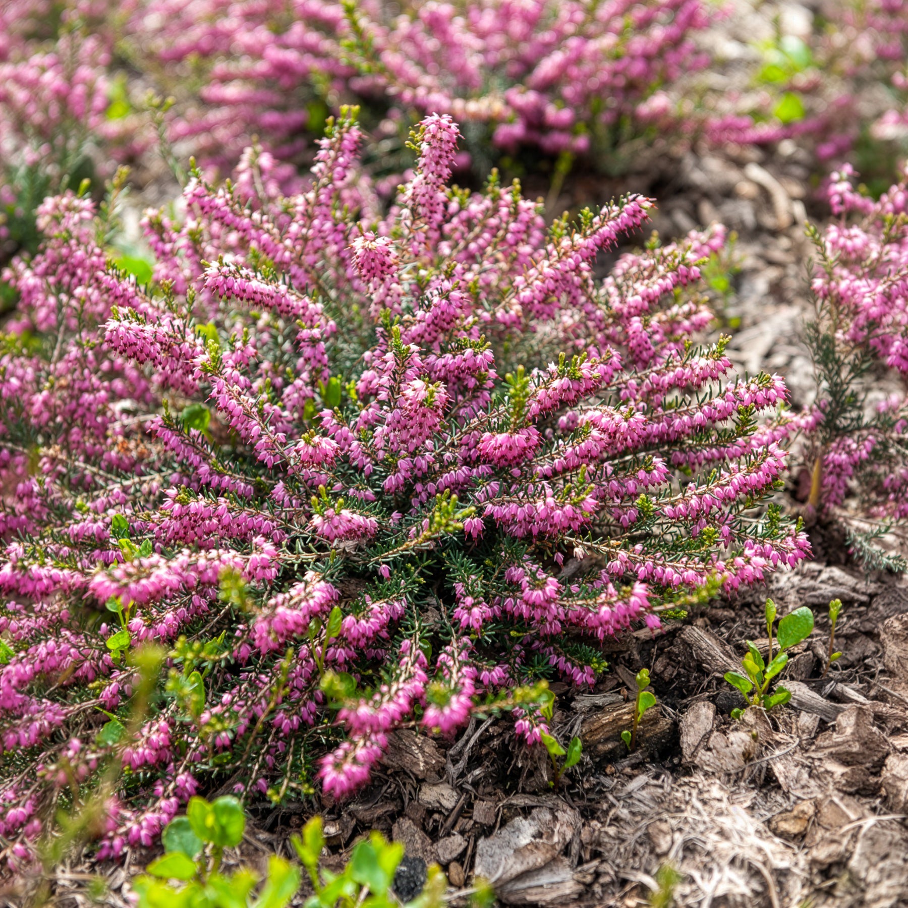 Winterheide 'Ghost Hills' - Erica darleyensis ghost hills - Willemse