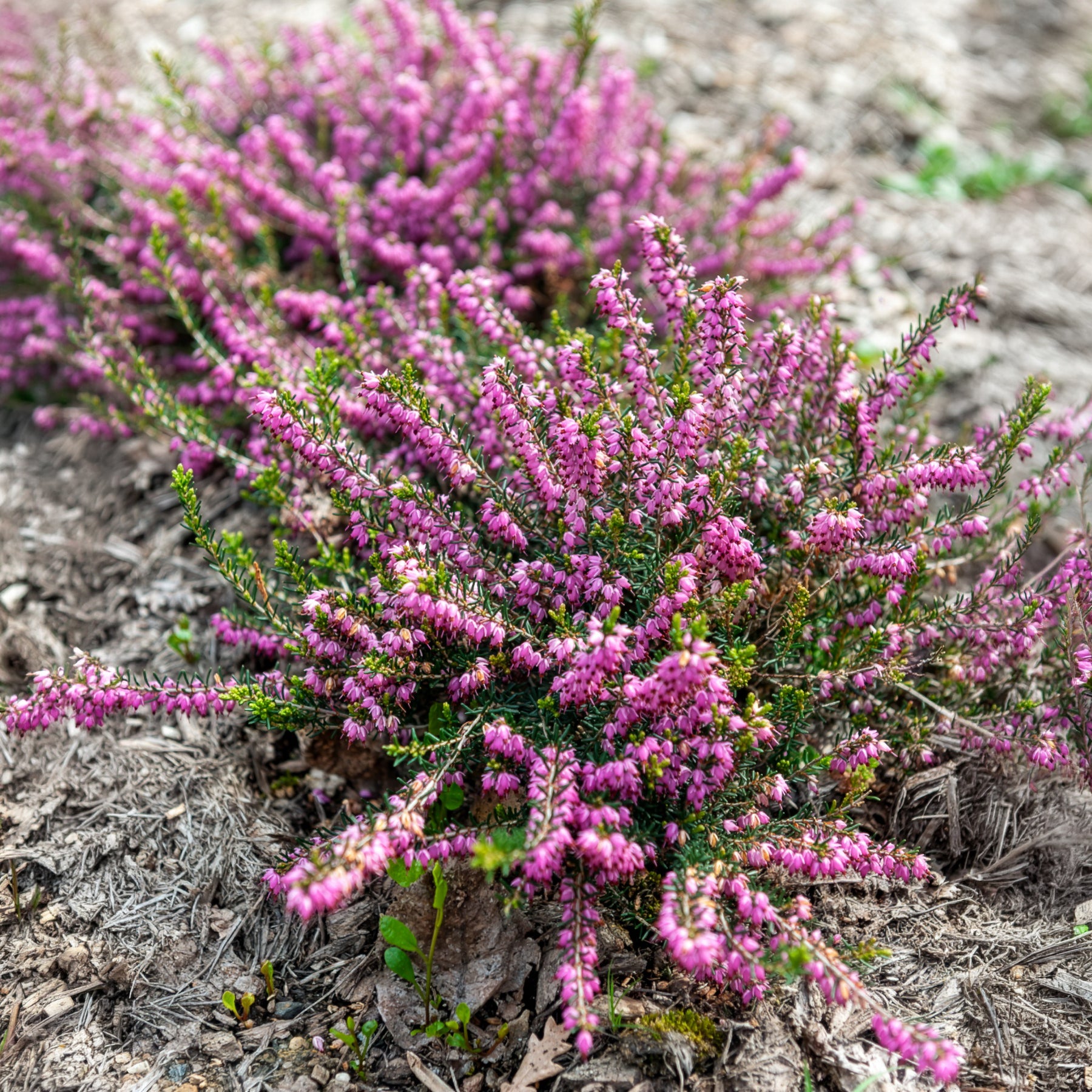 Winterheide 'Ghost Hills' - Erica darleyensis ghost hills - Willemse