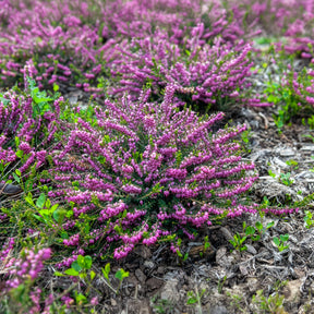 Bloeiende vaste planten - Winterheide 'Ghost Hills' - Erica darleyensis ghost hills