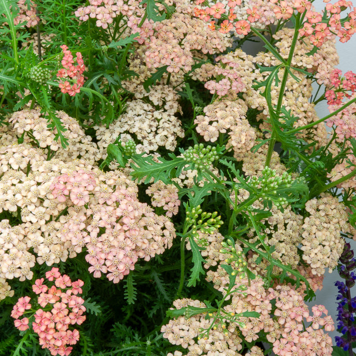 Achillea millefolium Apricot Delight - Duizendblad millefeuilles Apricot Delight - Duizendblad