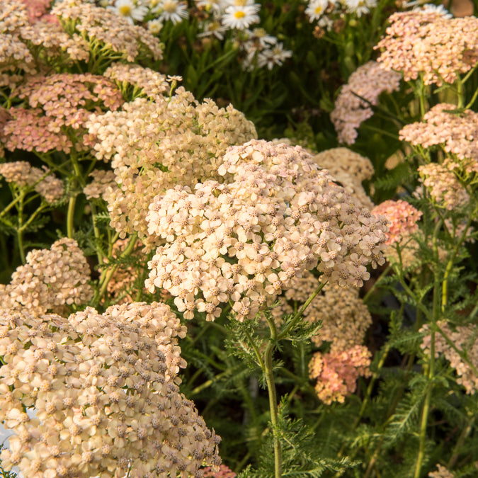 Duizendblad Lachsschönheit - Achillea millefolium Lachsschönheit - Willemse