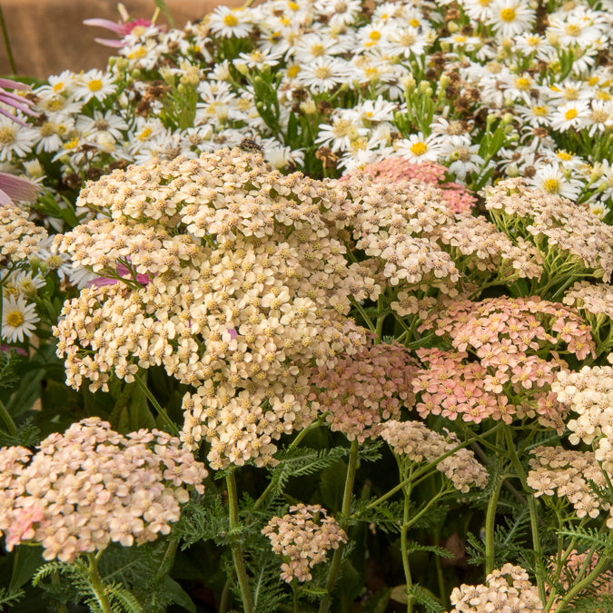 Duizendblad Lachsschönheit - Willemse