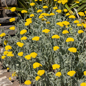 Duizendblad 'Little Moonshine' - Achillea moonshine - Willemse
