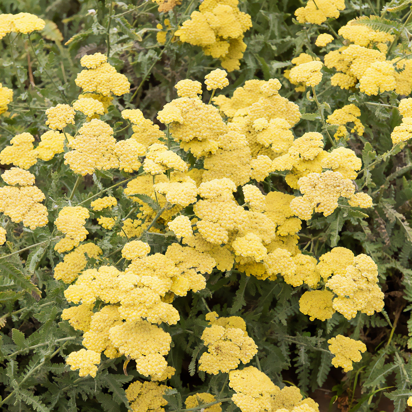 Duizendblad 'Little Moonshine' - Willemse