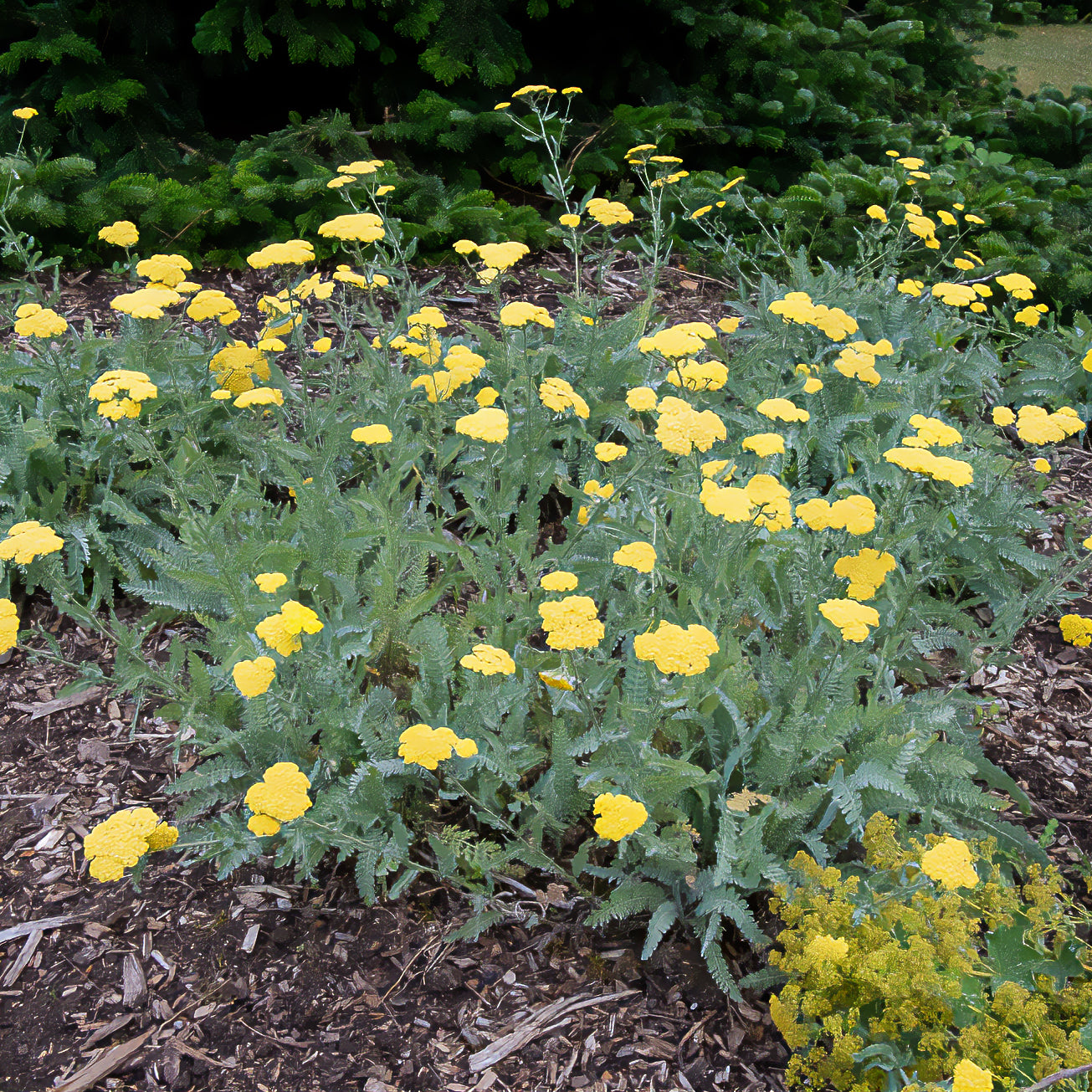 Duizendblad - Duizendblad 'Little Moonshine' - Achillea moonshine