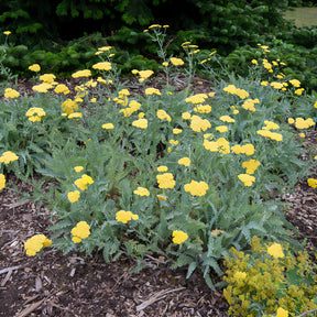 Duizendblad - Duizendblad 'Little Moonshine' - Achillea moonshine