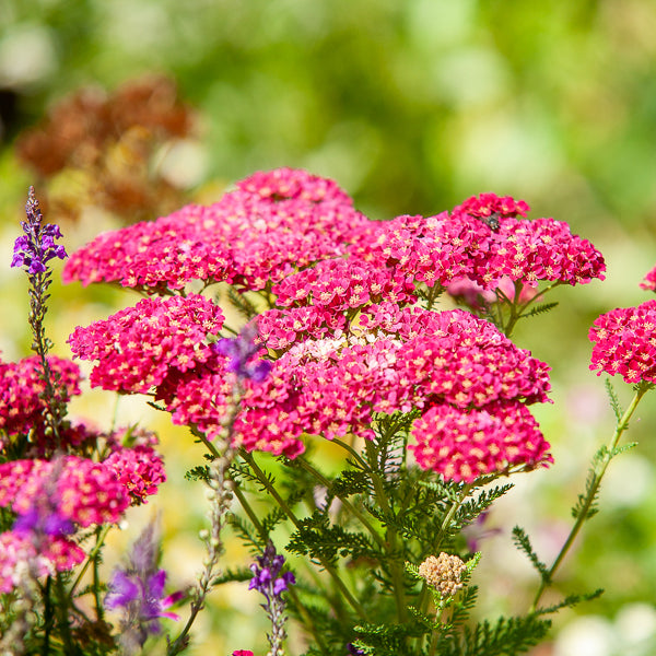 Verkoop Duizendblad millefeuille Paprika - Achillea millefolium Paprika
