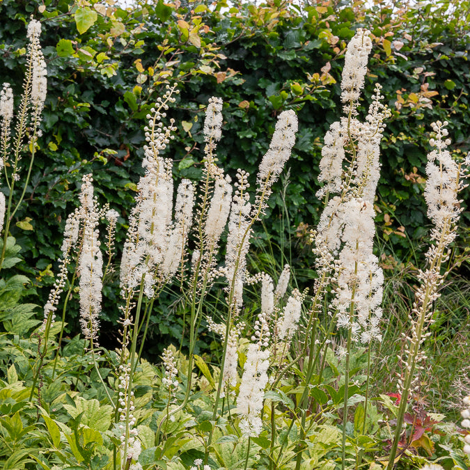 Actaea racemosa - Christoffelkruid Bugbane - Zilverkaars