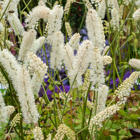 Christoffelkruid White Pearl - Willemse