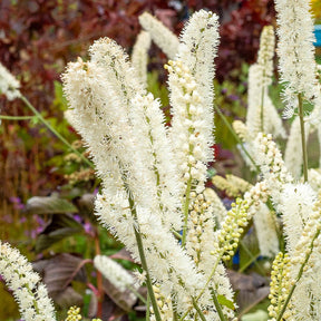 Christoffelkruid White Pearl - Actaea simplex white pearl - Willemse