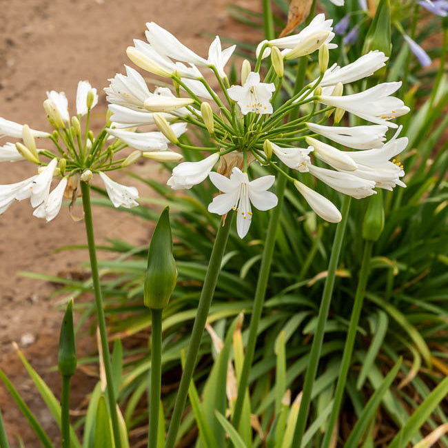 Agapanthus africanus albus - Afrikaanse lelie 'Albus' - Agapanthus