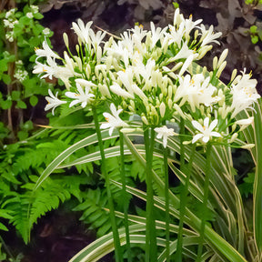 Afrikaanse lelie 'Albus' - Agapanthus africanus albus - Willemse