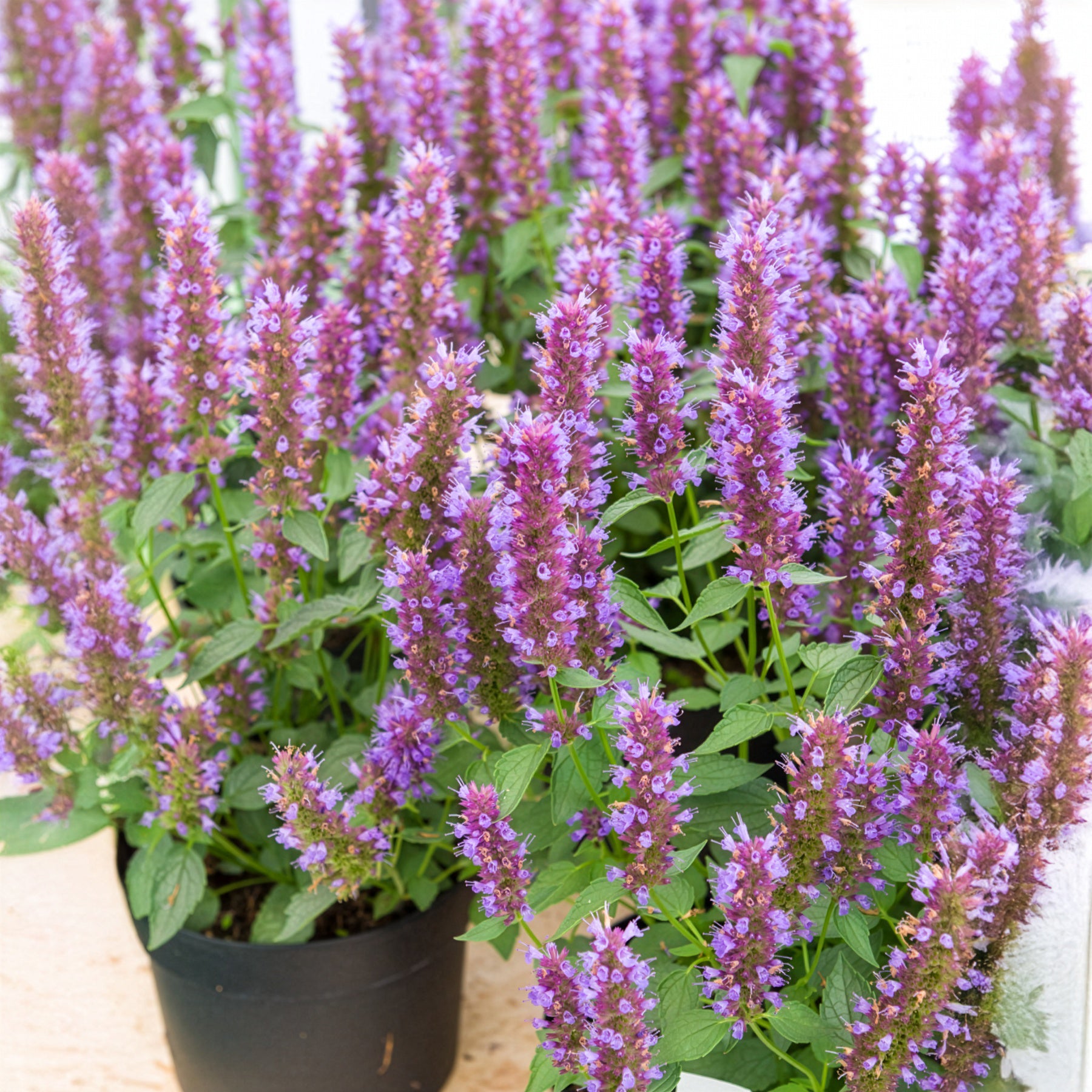 Dropplant Beelicious Purple - Willemse