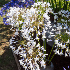 Agapanthus - Afrikaanse lelie Enigma - Agapanthus Enigma