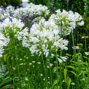 Afrikaanse lelie White Heaven - Agapanthus white heaven - Willemse