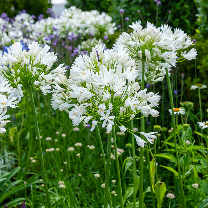 Afrikaanse lelie White Heaven - Agapanthus white heaven - Willemse