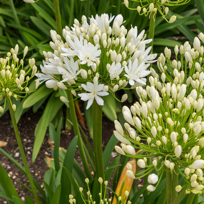 Agapanthus - Afrikaanse lelie White Heaven - Agapanthus white heaven