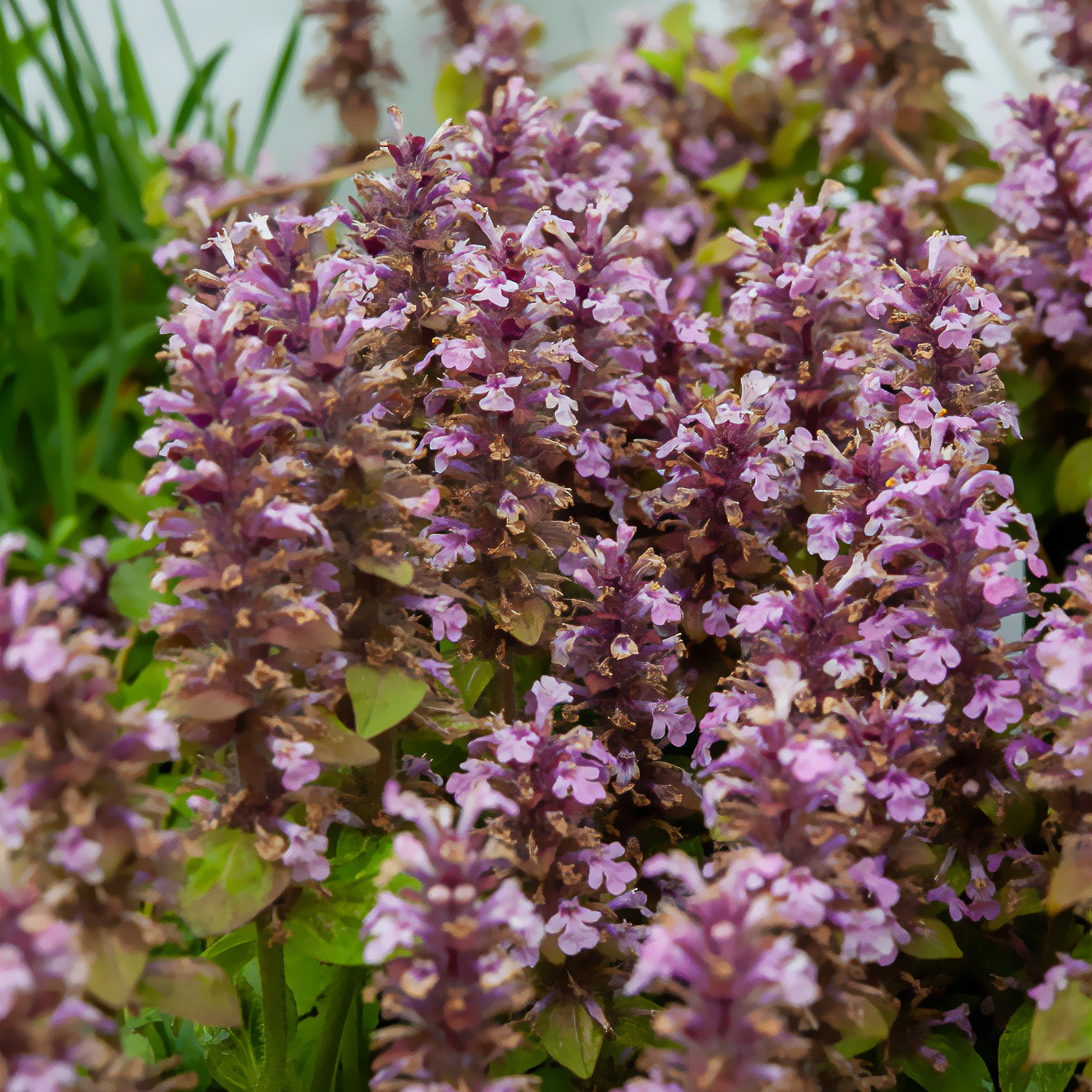 Kruipend zenegroen - roze - Ajuga reptans rosea - Willemse