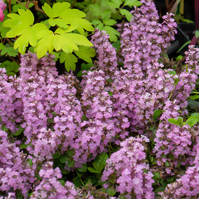 Kruipend zenegroen - roze - Willemse