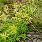 Alpiene vrouwenmantel - Alchemilla alpina - Willemse