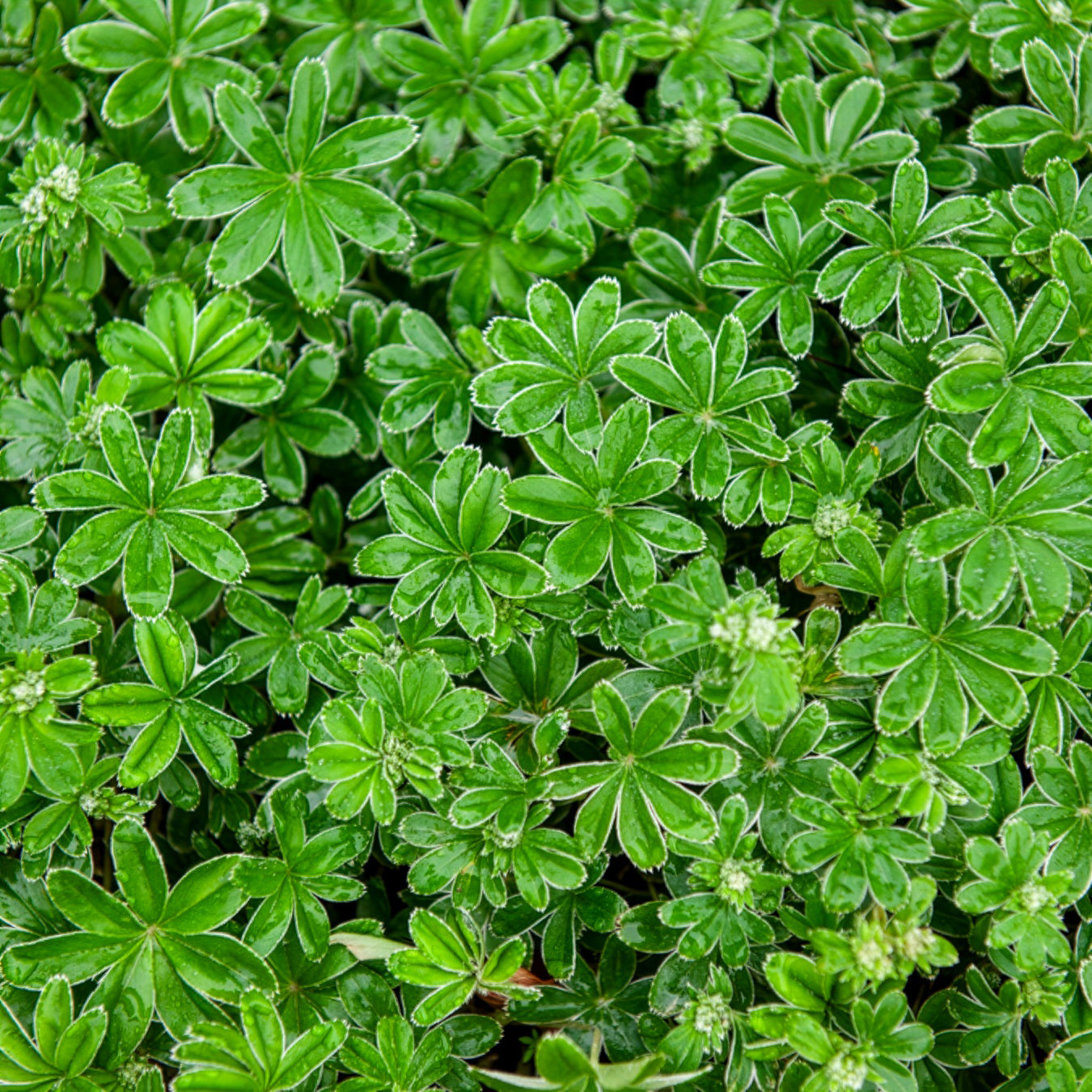 Alpiene vrouwenmantel - Willemse