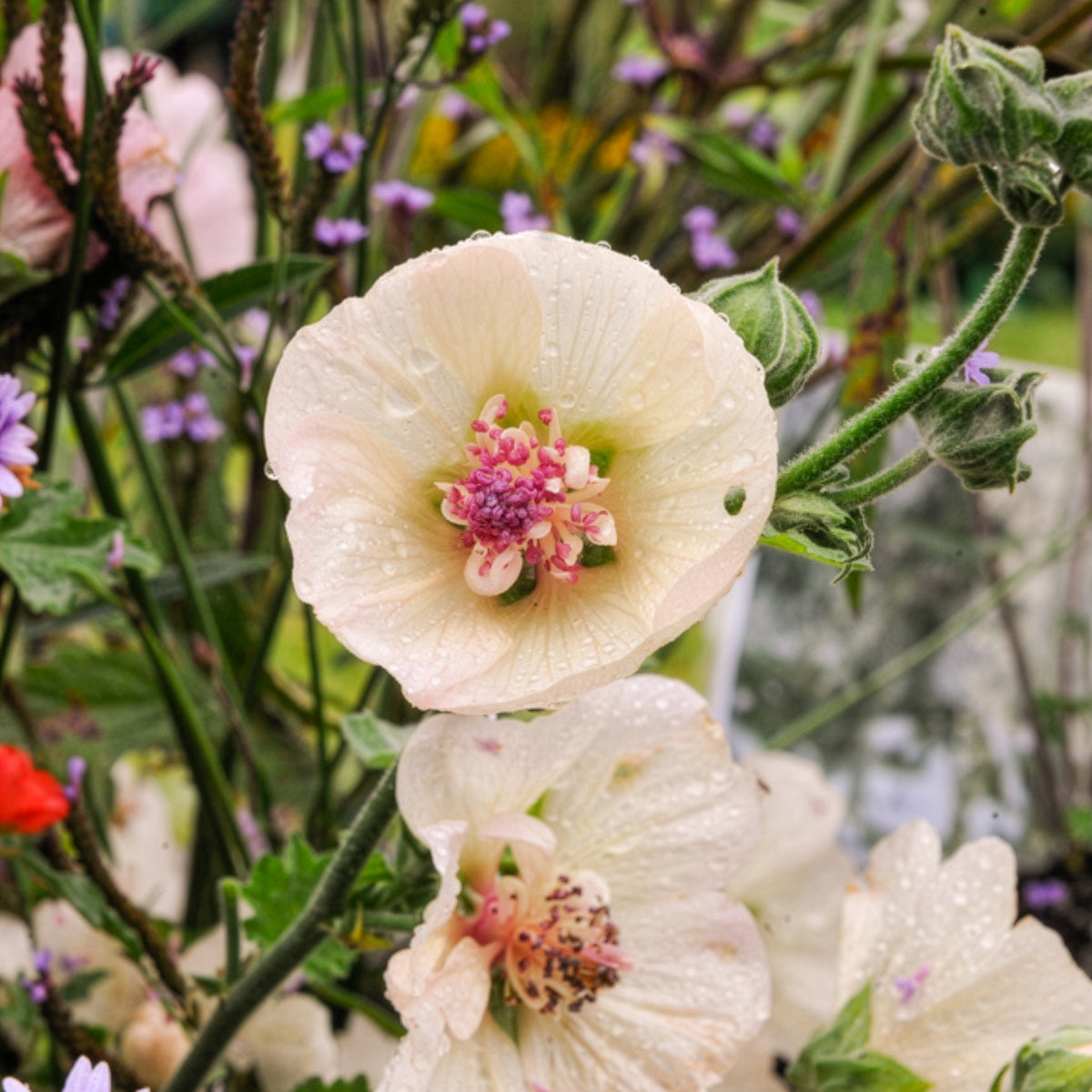 Alcalthaea Parkallee - Willemse