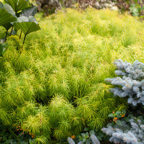 Amsonia hubrichtii - Blauwe ster hubrichtii - Vaste planten