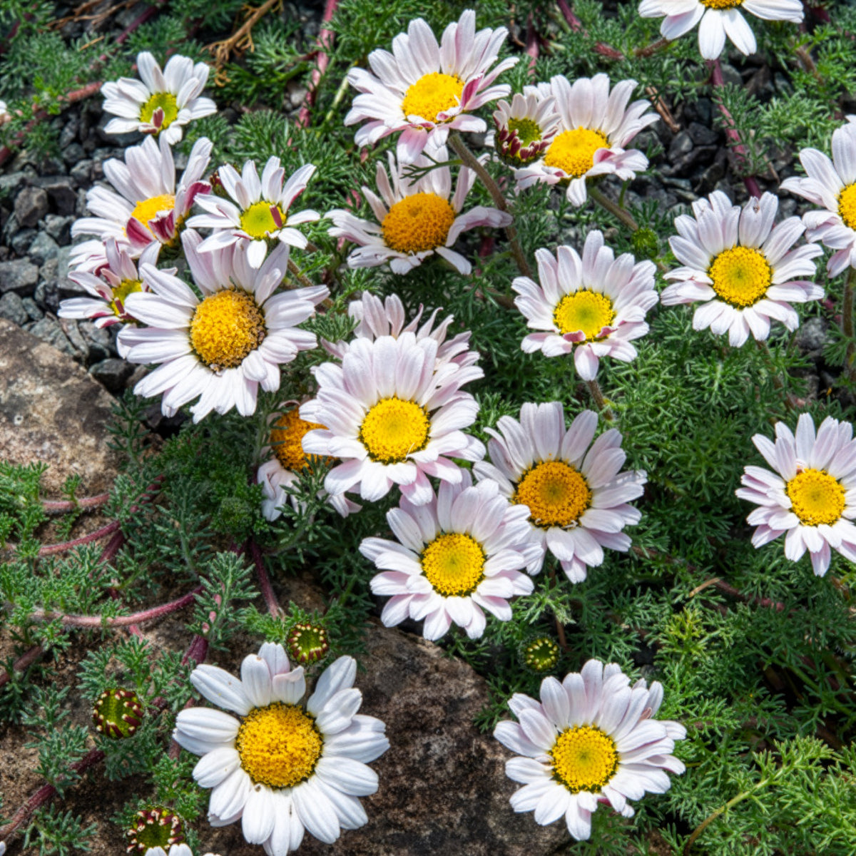 Marokkaanse kamille - Anacyclus pyrethrum Depressus - Willemse