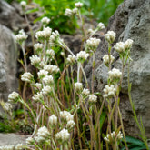 Rozenkransje Borealis - Antennaria dioica var. borealis - Willemse