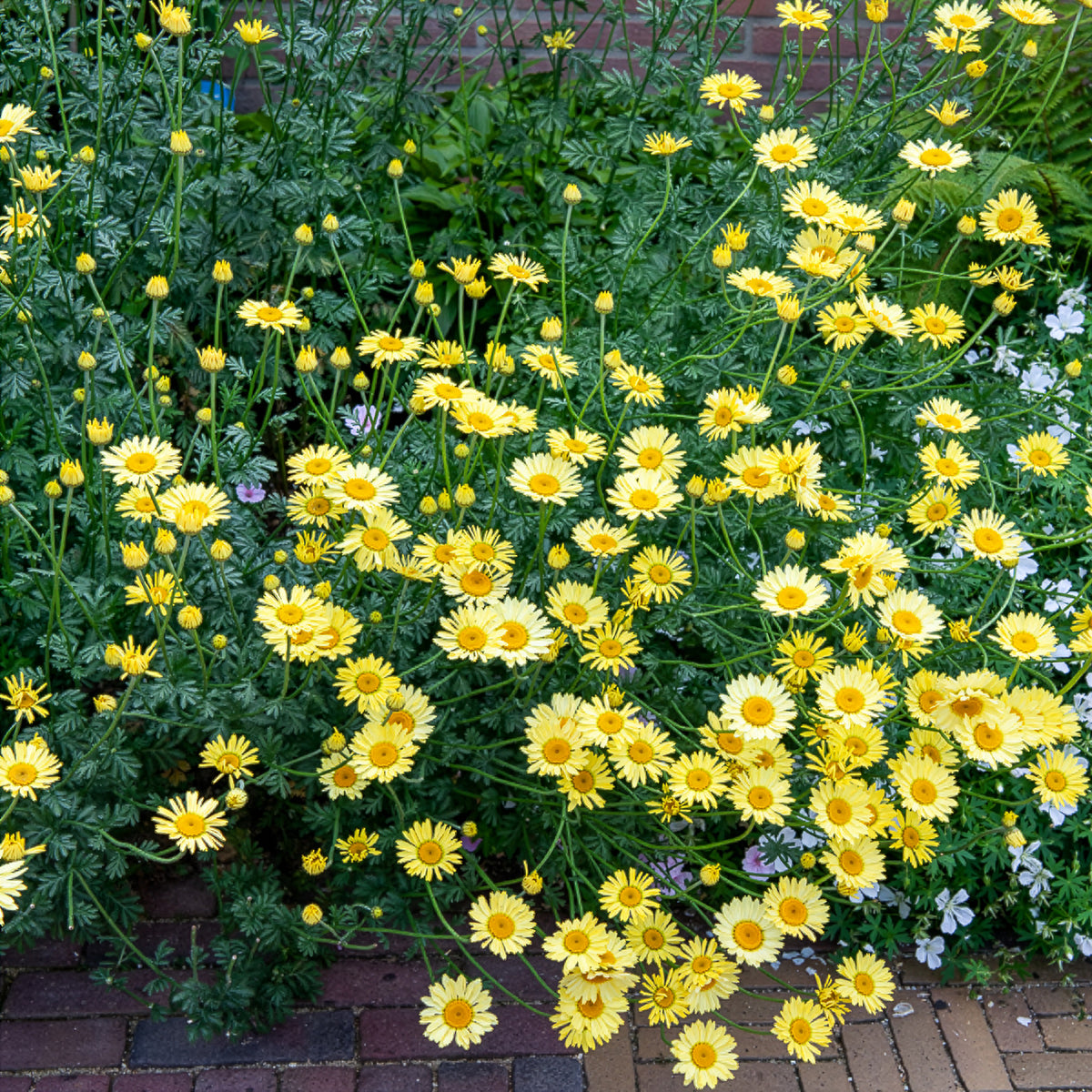 Anthemis x hybrida E.C. Buxton - Verfkamille  E.C. Buxton - Schijfkamille