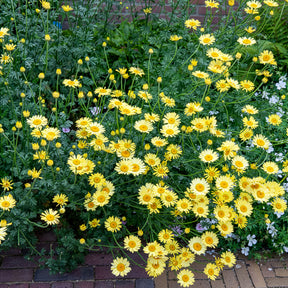 Anthemis x hybrida E.C. Buxton - Verfkamille  E.C. Buxton - Schijfkamille