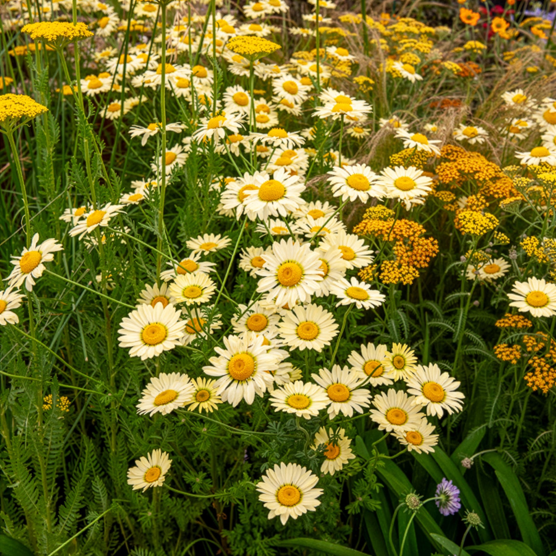 Verfkamille  E.C. Buxton - Anthemis x hybrida E.C. Buxton - Willemse