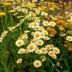 Verfkamille  E.C. Buxton - Anthemis x hybrida E.C. Buxton - Willemse