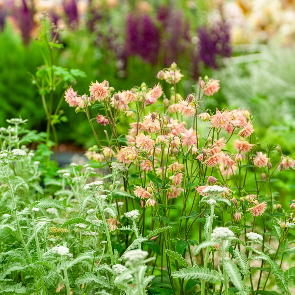 Akelei Barlow Rose - Aquilegia vulgaris Rose Barlow - Willemse