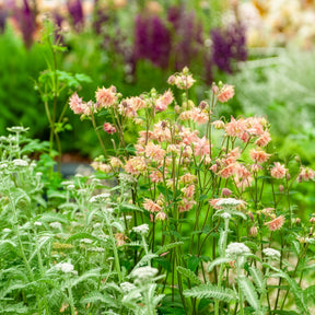 Akelei Barlow Rose - Aquilegia vulgaris Rose Barlow - Willemse
