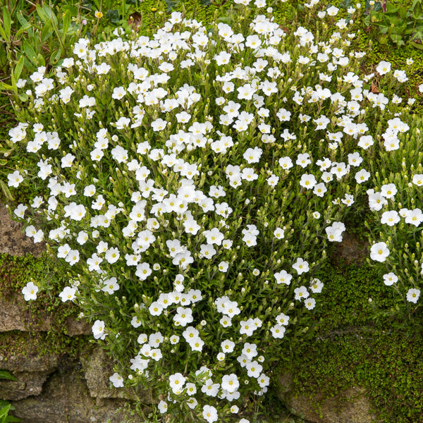 Zandkruid 'Mont Blanc' - Arenaria montana mont blanc - Willemse