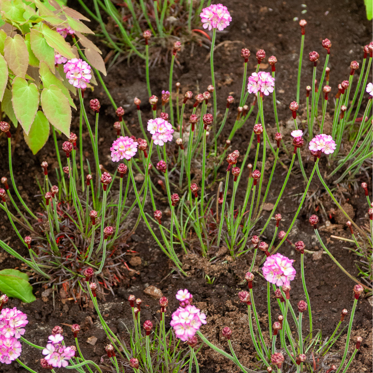 Engels gras Rosea - Armeria maritima Rosea Compacta - Willemse