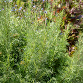 Citroenblad - Artemisia abrotanum - Willemse