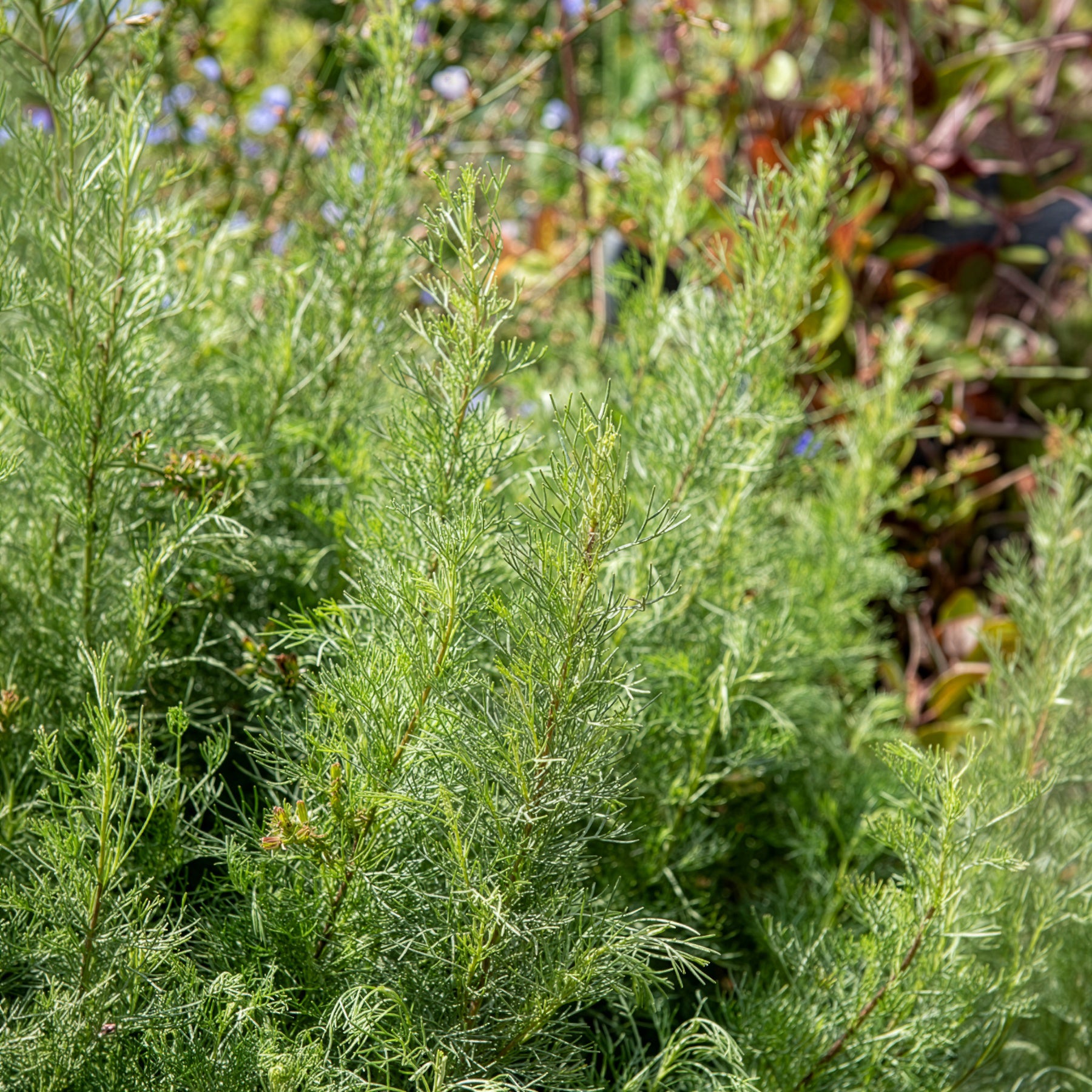 Citroenblad - Artemisia abrotanum - Willemse
