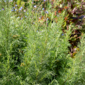 Citroenblad - Artemisia abrotanum - Willemse