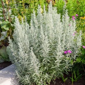 Westerse bijvoet - Willemse