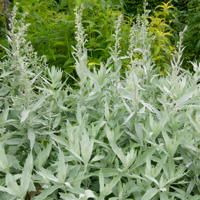 Bijvoet 'Valerie Finnis' - Willemse