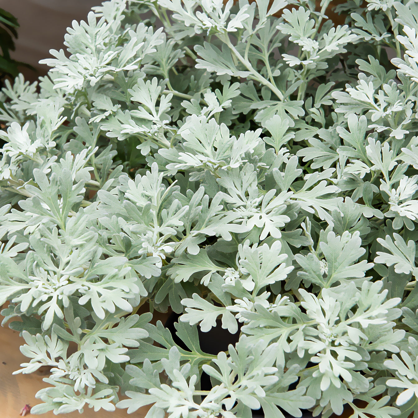 Alsem Broughton Silver - Artemisia stelleriana boughton silver - Willemse