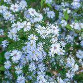 Aster Ideal - Willemse