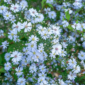 Aster Ideal - Willemse