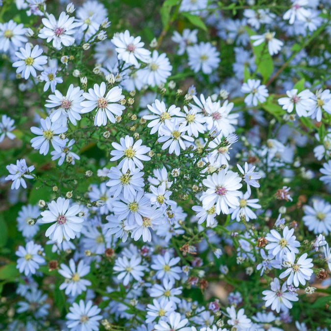 Aster Ideal - Willemse