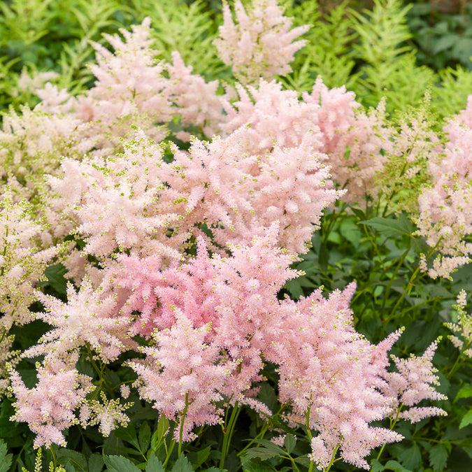 Pluimspirea 'Europa' - Astilbe japonica Europa - Willemse