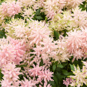 Pluimspirea 'Europa' - Willemse