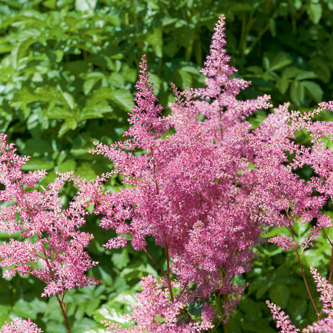 Pluimspirea 'Rheinland' - Astilbe japonica Rheinland - Willemse