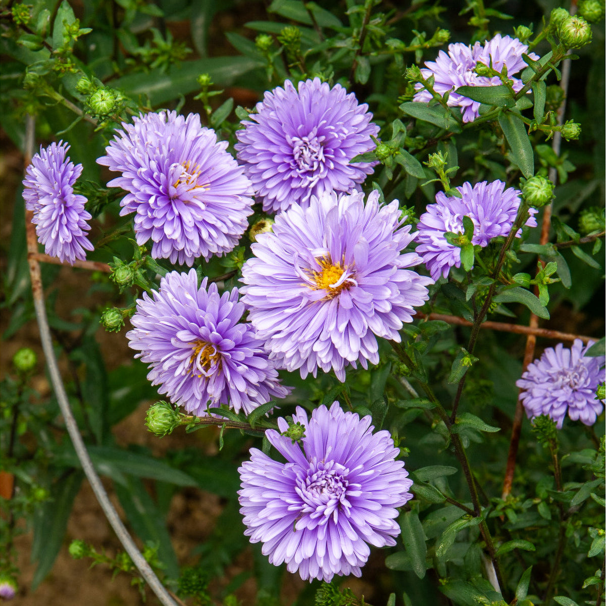 Aster  Nouvelle-Belgique Marie Ballard - Willemse